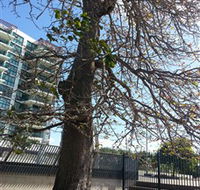 The Leichhardt Tree - Kalgoorlie Accommodation