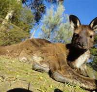 Ballarat Wildlife Park - Kalgoorlie Accommodation