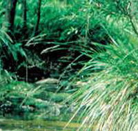 Lerderderg State Park - Kalgoorlie Accommodation
