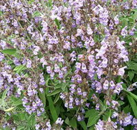 Otway Herbs - Kalgoorlie Accommodation