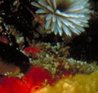 Point Cooke Marine Sanctuary - Kalgoorlie Accommodation