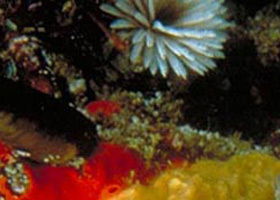 Point Cooke Marine Sanctuary - Kalgoorlie Accommodation 0
