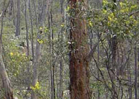 Heathcote-Graytown National Park - Kalgoorlie Accommodation 0