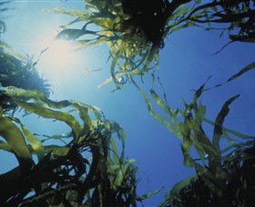 Marengo Reefs Marine Sanctuary - Kalgoorlie Accommodation 0