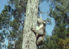Creswick Regional Park - Kalgoorlie Accommodation 0