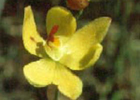 Langwarrin Flora And Fauna Reserve - Kalgoorlie Accommodation 0