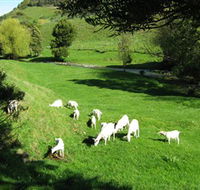 Goats of Gaia Soap - Kalgoorlie Accommodation