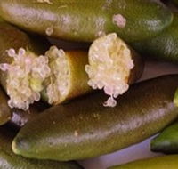 Sandy Creek Olives and Finger Limes - Kalgoorlie Accommodation