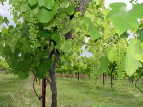 Holland Wines - Kalgoorlie Accommodation 0