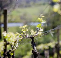 Whistling Eagle Vineyard - Kalgoorlie Accommodation