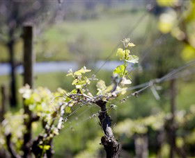 Whistling Eagle Vineyard - Kalgoorlie Accommodation 0