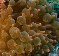 Coral Gardens Dive Site Mooloolaba - Kalgoorlie Accommodation