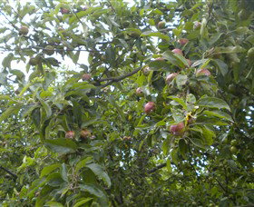 Tin Shed Cider - Kalgoorlie Accommodation 1