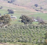 Wymah Organic Olives and Lambs - Kalgoorlie Accommodation