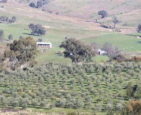Wymah Organic Olives And Lambs - Kalgoorlie Accommodation 0
