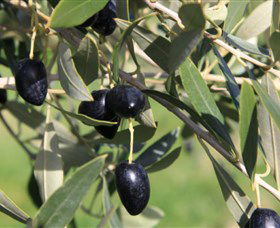 Wymah Organic Olives And Lambs - Kalgoorlie Accommodation 2