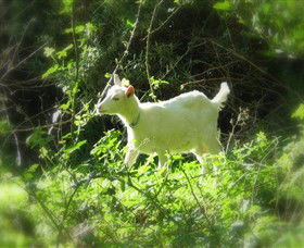 Karmic Goat Soapworks - Kalgoorlie Accommodation 1