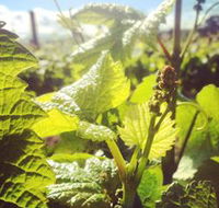 Punt Road Winery - Kalgoorlie Accommodation