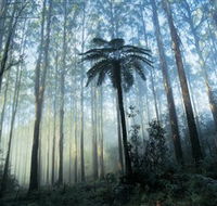 Yarra Ranges National Park - Kalgoorlie Accommodation