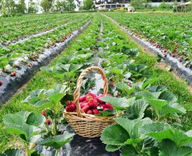 Blue Hills Berries & Cherries - Kalgoorlie Accommodation 0
