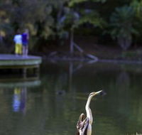 Birdwatching in the South Burnett - Kalgoorlie Accommodation