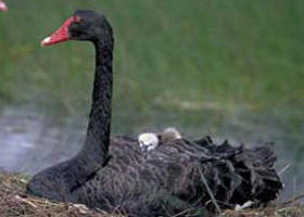 French Island Marine National Park - Kalgoorlie Accommodation 0