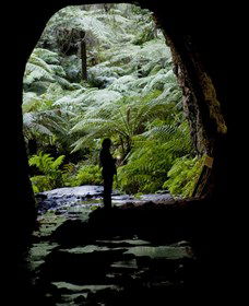 Glow Worm Tunnel - Kalgoorlie Accommodation 2