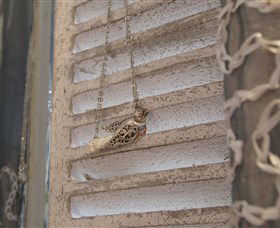 Sacs On Jenkins - Kalgoorlie Accommodation 6