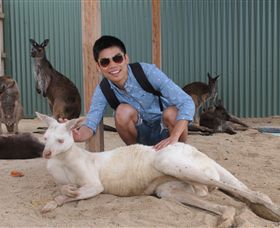 Maru Koala And Animal Park - Kalgoorlie Accommodation 2