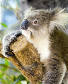 Maru Koala And Animal Park - Kalgoorlie Accommodation 1