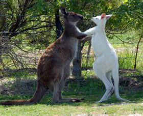 Maru Koala And Animal Park - Kalgoorlie Accommodation 5