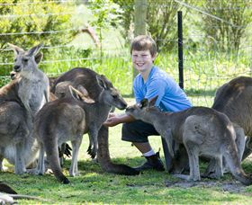 Maru Koala And Animal Park - Kalgoorlie Accommodation 4