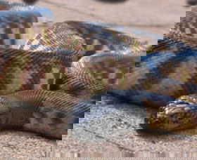 Canberra Reptile Zoo - Kalgoorlie Accommodation 1
