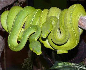 Canberra Reptile Zoo - Kalgoorlie Accommodation 2