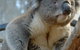 National Zoo & Aquarium - thumb 5
