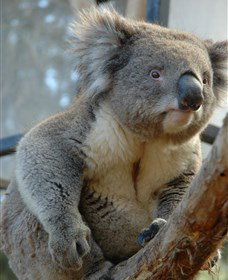 National Zoo & Aquarium - Kalgoorlie Accommodation 5