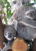 Cohunu Koala Park - Kalgoorlie Accommodation 1