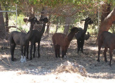 Cohunu Koala Park - Kalgoorlie Accommodation 2