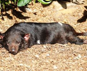 Symbio Wildlife Park - Kalgoorlie Accommodation 0