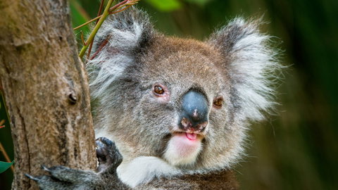 Brisbane Water National Park - Kalgoorlie Accommodation 2