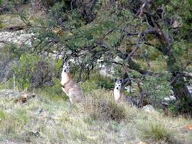Saunders Gorge Sanctuary - Kalgoorlie Accommodation 2