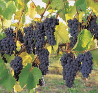 Hills Short Wine and Food Trail - Kalgoorlie Accommodation