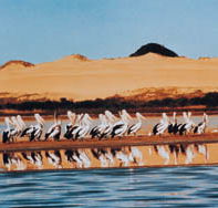 Coorong National Park - Kalgoorlie Accommodation