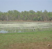 Leaning Tree Lagoon Nature Park - Kalgoorlie Accommodation