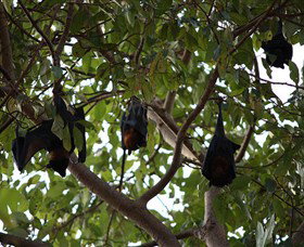 Manngarre Rainforest Walk - Kalgoorlie Accommodation 0