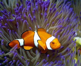 Reef HQ Aquarium - Kalgoorlie Accommodation 1