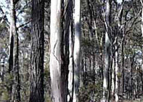 Kingower VIC Kalgoorlie Accommodation