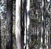 Kooyoora State Park - Kalgoorlie Accommodation