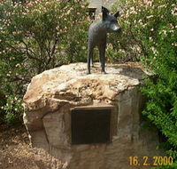 Dingo Statue - Kalgoorlie Accommodation