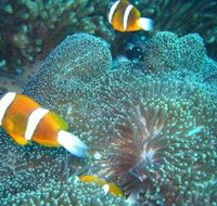 Davies Reef Dive Site - Kalgoorlie Accommodation